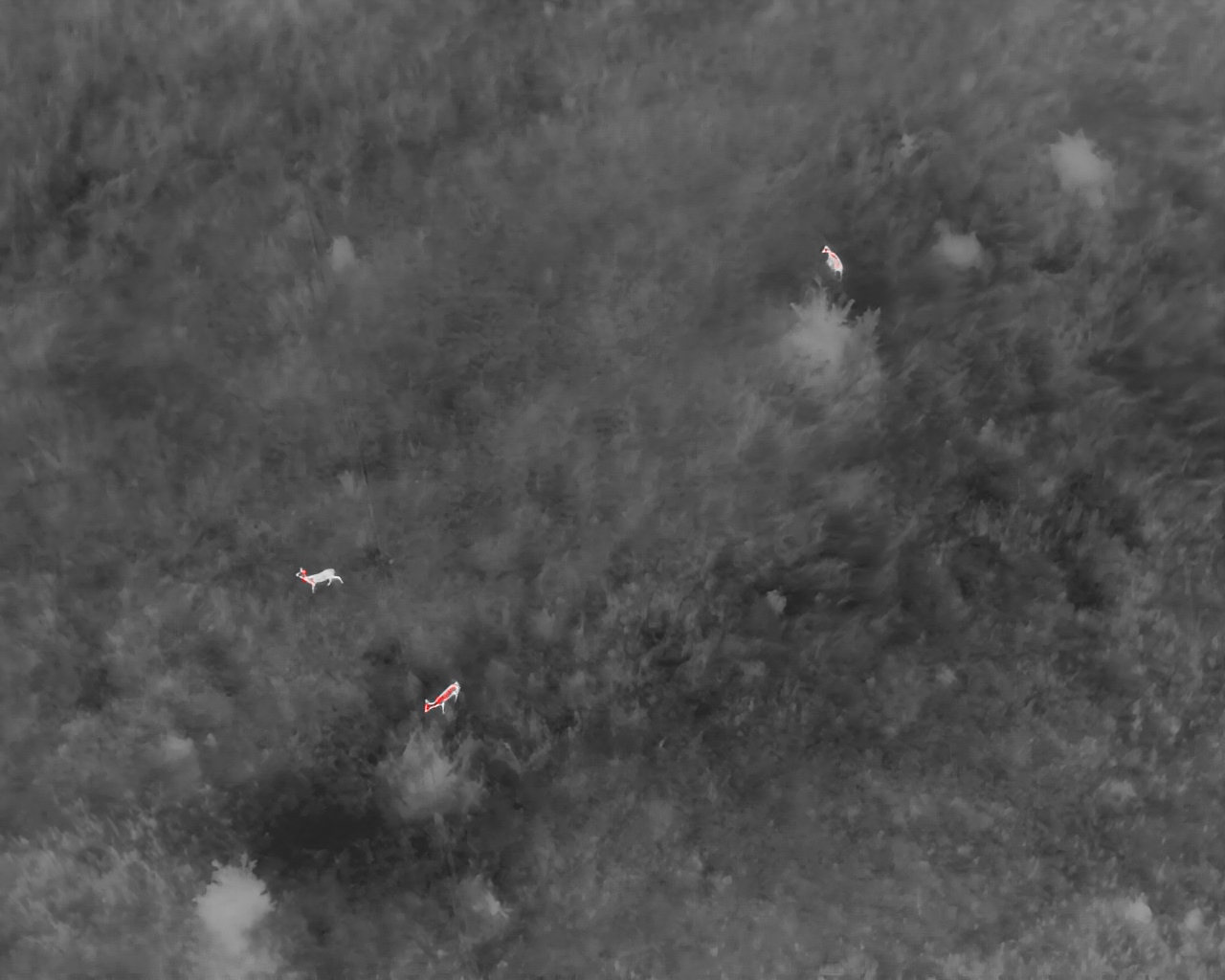 NorthStar Thermal & Drone field work